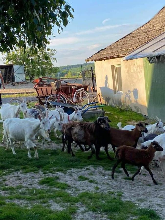 Gosp. Agroturystyczne Stary Gaj Villa Zerkowice Exterior foto