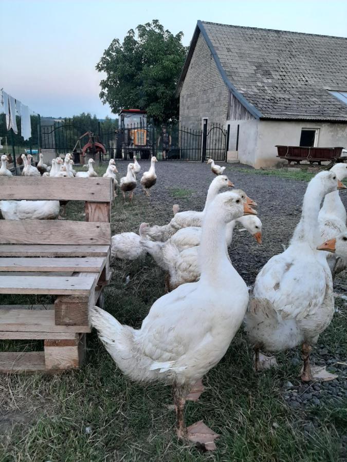 Gosp. Agroturystyczne Stary Gaj Villa Zerkowice Exterior foto